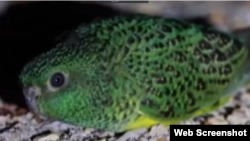 Australia's night parrots were thought to be extinct.