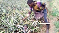 Reportage de Zoumana Wonogo, correspondant à Ouagadougou pour VOA Afrique