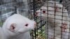Denmark to Destroy Mink Population after Coronavirus Spreads to Humans