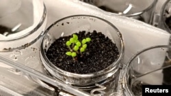 Seedlings of the tobacco relative benth, Nicotiana benthamiana, grow in simulated lunar soil in a laboratory at the China Agricultural University in Beijing, China, in this undated handout image obtained by Reuters on November 9, 2023. (Yitong Xia/Handout via REUTERS)