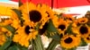 How to Grow, Eat Sunflowers