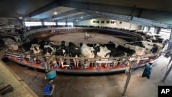 A worker tends to cows in the milking parlor at the Flood Brothers Farm, Monday, April 1, 2024, in Clinton, Maine. (AP Photo/Robert F. Bukaty)