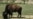 California's Catalina Island Bison Bring Tourists, Concern