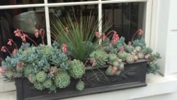 Quiz - Window Box Gardening