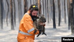 Adelaide wildlife rescuer Simon Adamczyk is seen with a koala rescued at a burning forest near Cape Borda on Kangaroo Island, southwest of Adelaide, Australia. (Credit: AAP Image/David Mariuz)