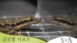 [글로벌 리포트] 물 위를 달리는 도마뱀붙이의 비결...지구를 지키는 친환경 운동법