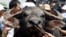 The winning buffalo is led by the nose after a buffalo fighting festival in Vietnam - RTR1U0U1