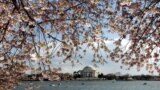 Cherry Blossoms Signal Start of Spring