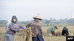 စပါးရိတ်နေတဲ့ မြန်မာတောင်သူများ