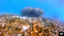 Fish swim near a head of coral in Kaneohe Bay, Hawaii on Friday, Oct. 1, 2021. (AP Photo/Caleb Jones)