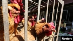 FILE - Chickens are seen at a livestock market before the market asked to stop trading on March 1 in prevention of bird flu transmission, in Kunming, Yunnan province, China Feb. 22, 2017. 