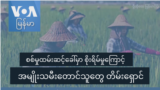 စစ်မှုထမ်း ဆင့်ခေါ်မှာ စိုးရိမ်မှုကြောင့် အမျိုးသမီးတောင်သူတွေ တိမ်းရှောင်