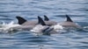 Dolphins’ Social Habits Spread Virus