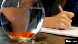 FILE - Emie Le Fouest from Paris brings her goldfish named "Luiz Pablo" to Paris aquarium as part of an operation launched to take care of hundreds of goldfish, in Paris, France, August 20, 2018. (REUTERS/Pascal Rossignol/File Photo)